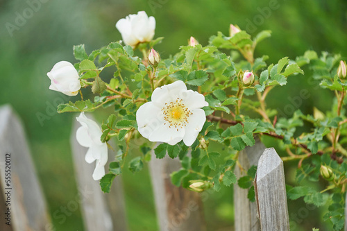 Close-up of Dog-rose (Rosa canina) Blossoms in Spring, Bavaria, Germany photo