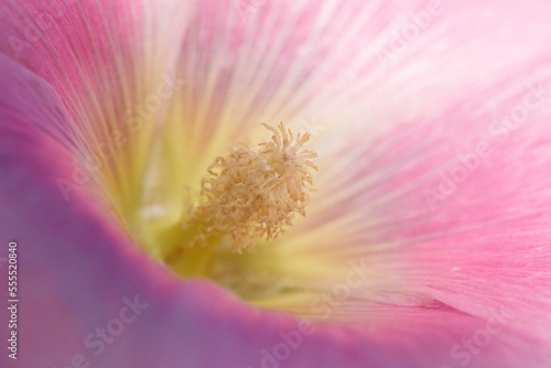 Close-up of Common Hollyhock (Alcea rosea) Blossom in Garden in Summer, Germany photo