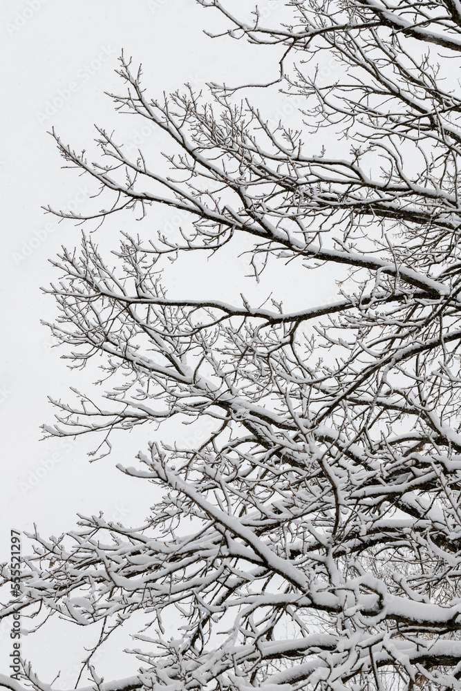 Tree branches with snow against the sky in winter Tree branches with snow against the sky in winter
