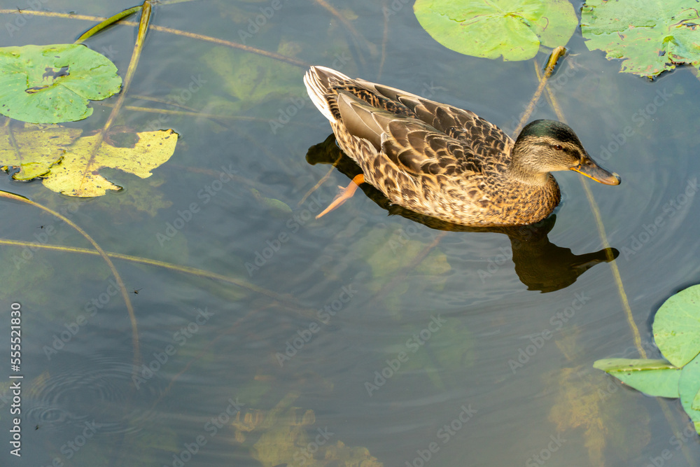 Wild ducks swim serenely on the surface of the water. White swan and ducks swim on the lake in summer. Hunting fowl in the forest. Wild ducks swim serenely on the surface of the water. White swan and ducks swim on the lake in summer. Hunting fowl in the forest.