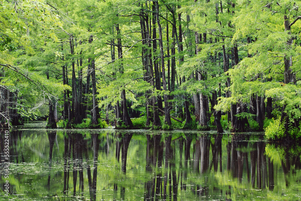 Bayou Stock Photo Adobe Stock