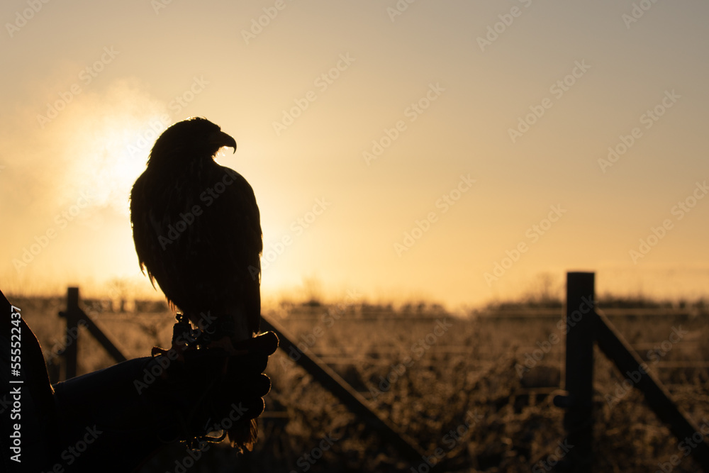falconry Stock Photo | Adobe Stock