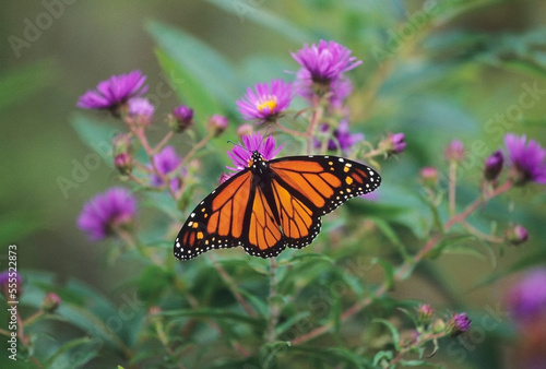 Close-up of Monarch Butterfly photo