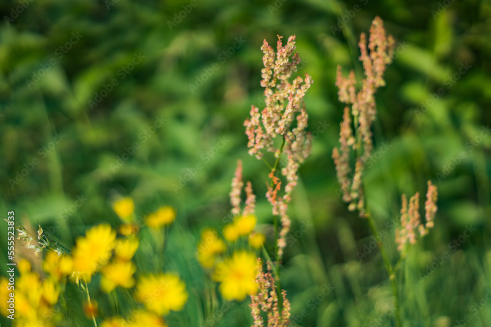 grass in the morning grass in the morning