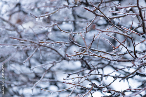 beauty of winter nature. icy twigs outside. winter nature season with icy branch. wintertime © be free
