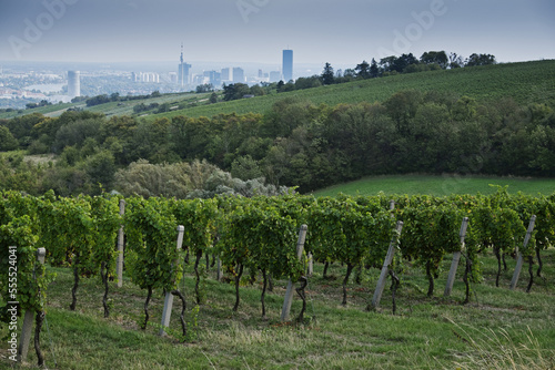 Vineyard with City in the Background near Grinzing, Vienna, Austria photo