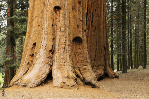 Close-up of the base of a large, sequoia tree trunk in the forest in Northern California, USA photo