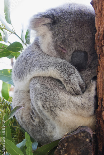 Close-up of koala bear sleeping at rescue hospital in Port Macquarie in New South Wales, Australia photo