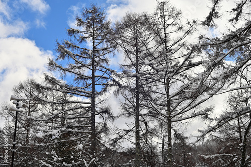 雪の中の立樹 photo