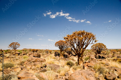 Kokerboom, Keetmanshoop, Namibia photo