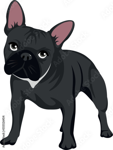 Black french bulldog with white collar standing