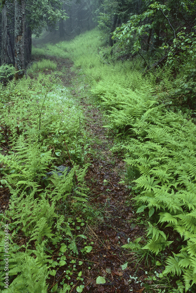 Forest Trail in Late Spring, Shamper's Bluff, New Brunswick, Canada Forest Trail in Late Spring, Shamper's Bluff, New Brunswick, Canada