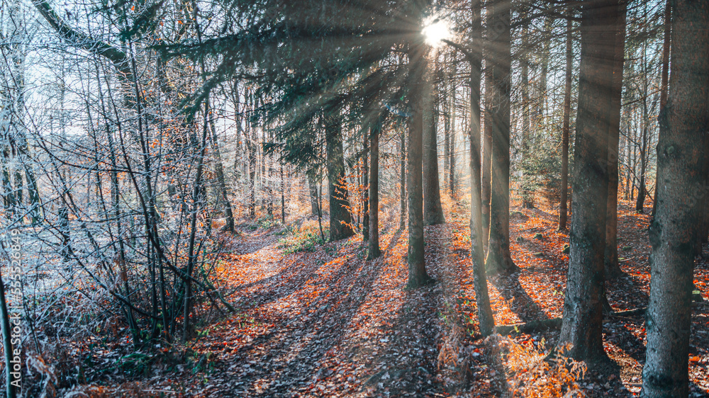 Fototapeta premium rayon de décembre