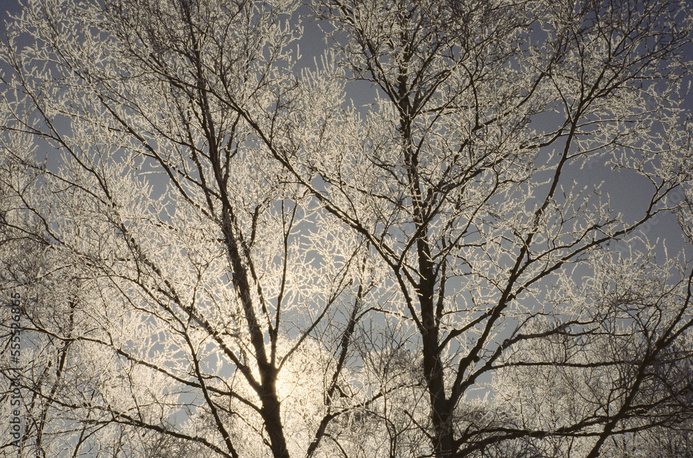 Backlighted Hoar Frost on Birch Trees, Shamper's Bluff, New Brunswick, Canada Backlighted Hoar Frost on Birch Trees, Shamper's Bluff, New Brunswick, Canada