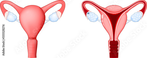 internal sex organs are the vagina, uterus, fallopian tubes, and ovaries