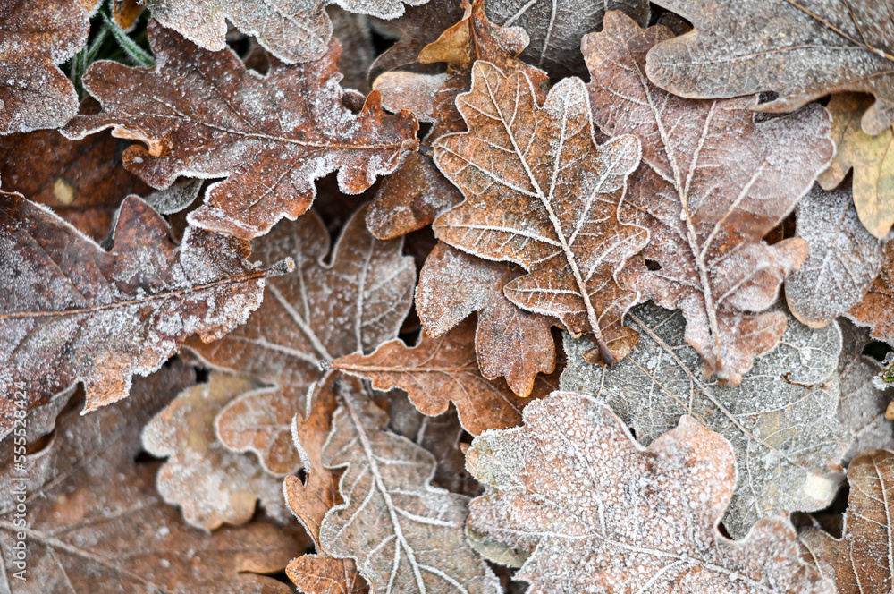 leaves with frost, background with dry leaves with frost. leaves with frost, background with dry leaves with frost.