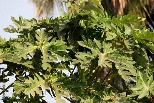 A Closeup view of a Ricinus Communis Leaves, Badami.