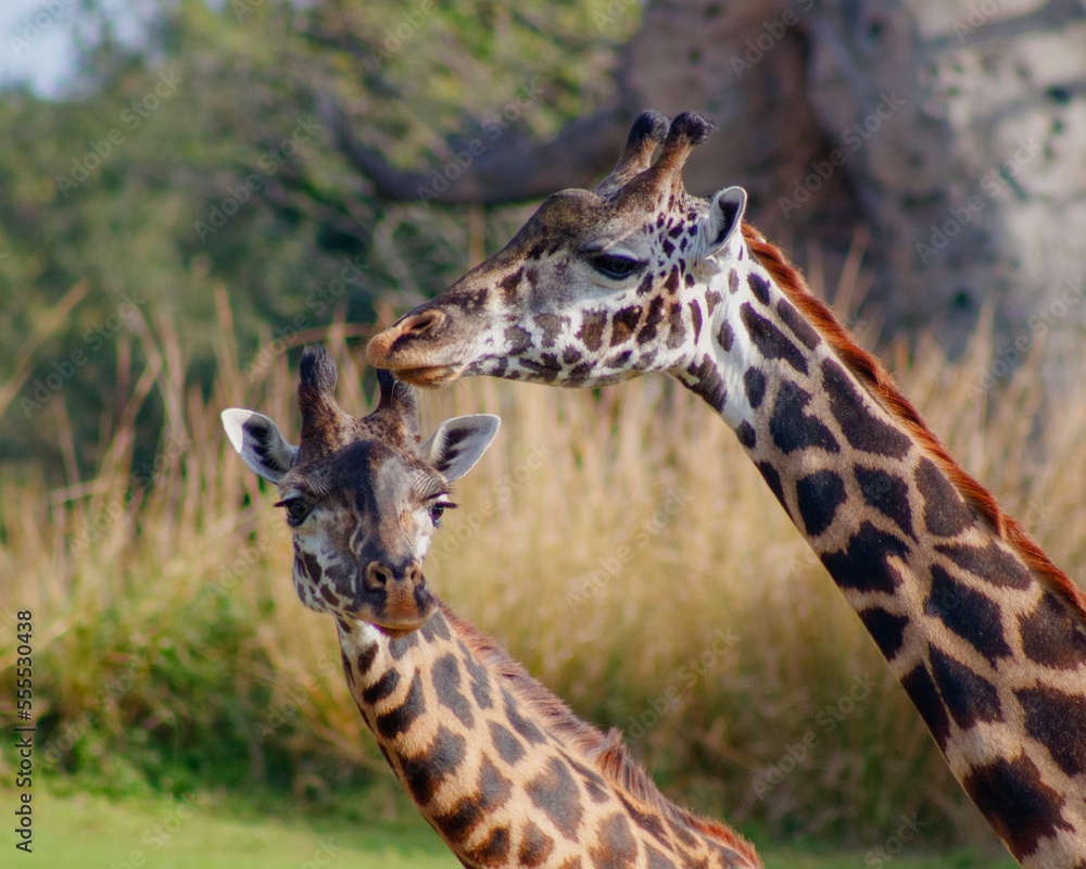 Obraz premium giraffe eating grass