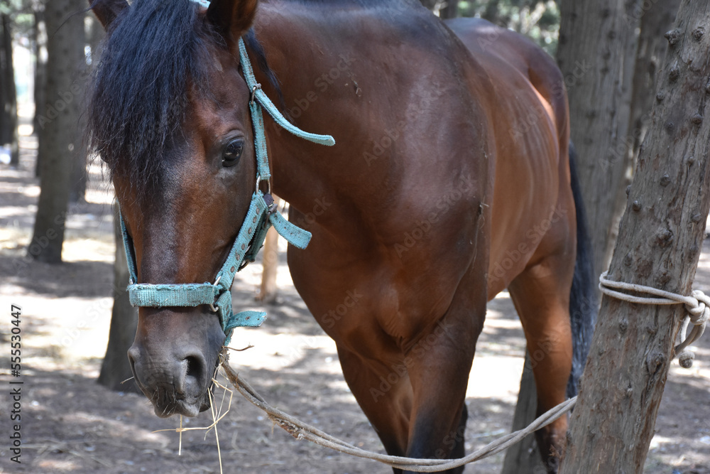 a horse tied to a tree in the forest is feeding hay. An adult horse grazes in the forest, tied to a tree in the mountains