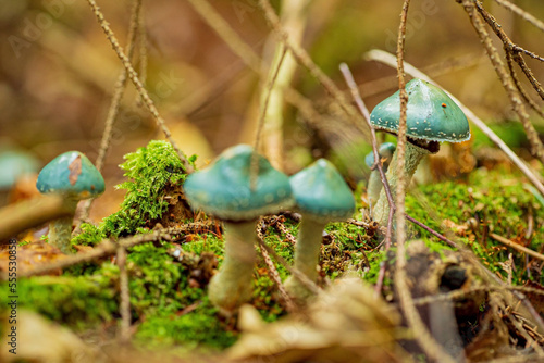 Stropharia aeruginosa, commonly known as the verdigris agaric, photo