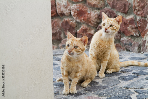 Cats on Cobblestone, Oia, Santorini, Cyclades Islands, Greece