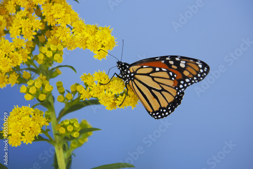 Monarch Butterfly on Goldenrod, Hyannis, Cape Cod, Massachusetts, USA photo
