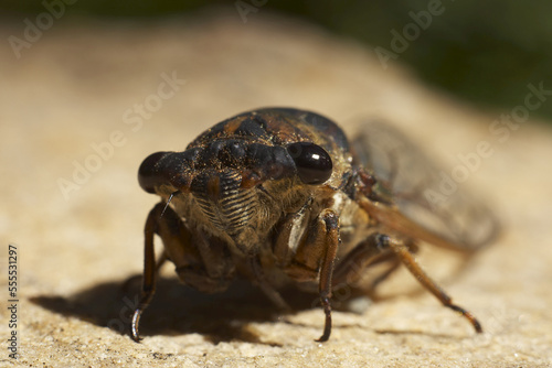 Close Up of Cicada photo