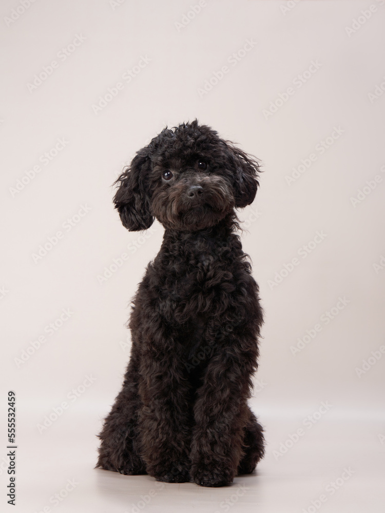 Funny small poodle on a beige background. curly dog in photo studio. Maltese, poodle Funny small poodle on a beige background. curly dog in photo studio. Maltese, poodle
