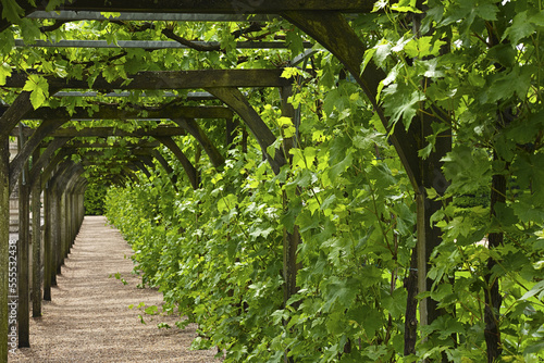 Path, Chateau de Villandry, Villandry, Indre-et-Loire, Loire Valley, France