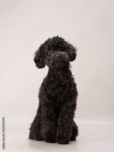 Funny small poodle on a beige background. curly dog in photo studio. Maltese, poodle