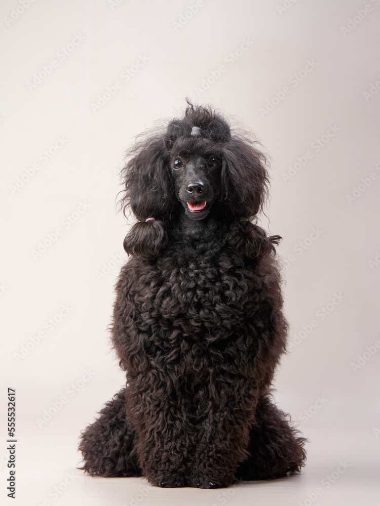 Funny small poodle on a beige background. curly dog in photo studio. Maltese, poodle Funny small poodle on a beige background. curly dog in photo studio. Maltese, poodle