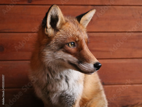 Fototapeta Naklejka Na Ścianę i Meble -  Portrait of a red fox.