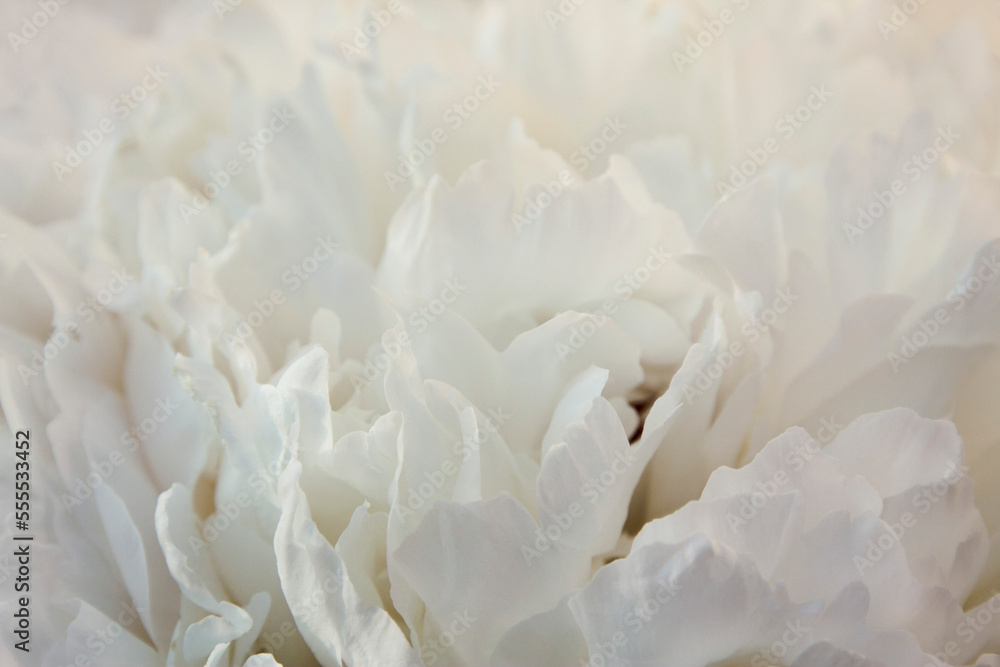 Close-up of White Peony, Ottawa, Ontario, Canada Close-up of White Peony, Ottawa, Ontario, Canada