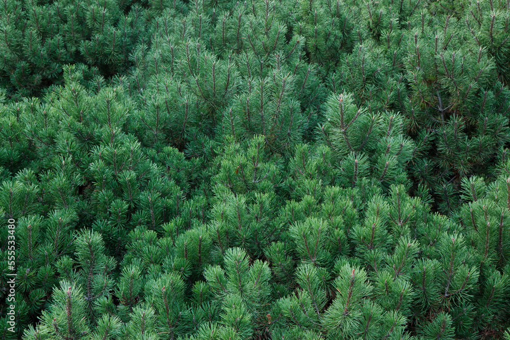 Close-up of Pine Tree Branches, Ottawa, Ontario, Canada Close-up of Pine Tree Branches, Ottawa, Ontario, Canada
