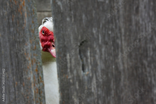 White Muscovy Duck Looking Through Fence, Upper Canada Village, Morrisburg, Ontario, Canada photo