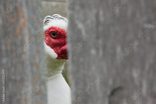 White Muscovy Duck Looking Through Fence, Upper Canada Village, Morrisburg, Ontario, Canada photo