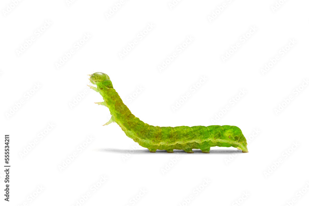 Naklejka premium Green caterpillar on white background