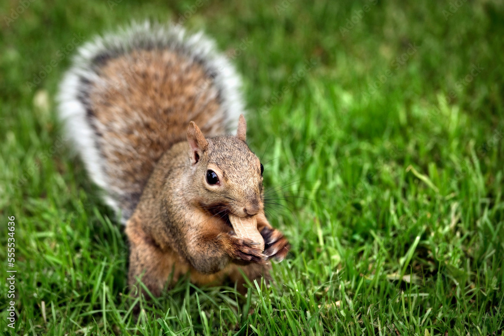 Gray Squirrel Gray Squirrel