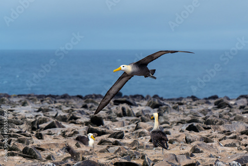 Galapagos Waved Albatross (Phoebastria irrorata) flying over volcanic rocks, Espanola Island, Galapagos national park, Ecuador. photo