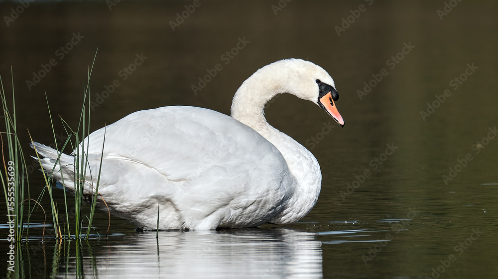 Fototapeta premium Swan on Blairs loch, Moray