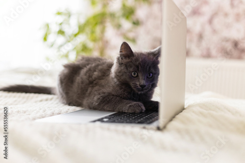 A fluffy gray kitten lies on a beige bedspread and put its paws on the laptop keyboard. Funny pets. Pet and gadgets