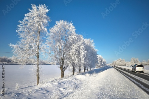 The trees are covered with white frost. Frosty sunny weather. Beautiful winter landscape. Close-up. Latvian landscape.