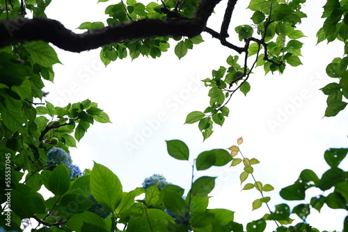 紫陽花、あじさい、アジサイ、青い紫陽花、青、明月院、meigetsuin,鎌倉、日本、背景、ポストカード、カード、スペース、文字スペース、空間、葉、窓、光、逆光、額縁、フレーム、アジサイのフレーム、綺麗、美しい、眩しい、雨、梅雨、6月、額、リース、白、花、緑、空、野外 photo