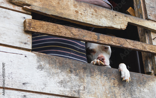 Perro pitbull observa triste desde ventana de casa de madera photo