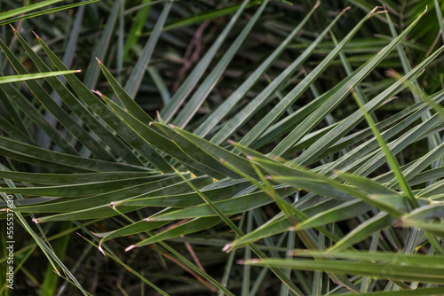 Green palm leaves outdoors, closeup