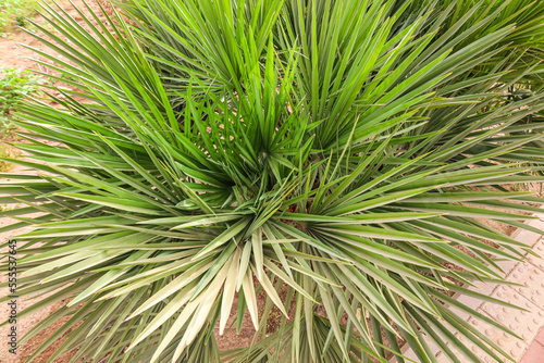Green palm leaves outdoors, closeup © Pixel-Shot