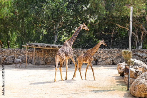 Graceful giraffes in zoolog...