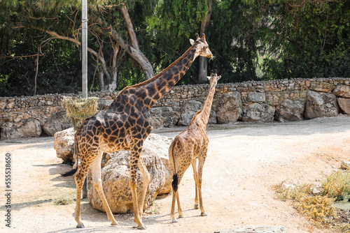 Graceful giraffes in zoolog...