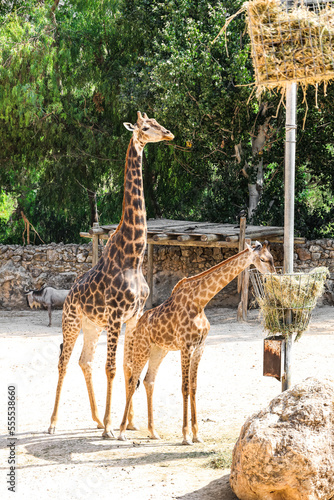 Graceful giraffes in zoolog...