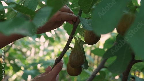 the girl collects figs. a woman's hand plucks figs from a large tree in close-up